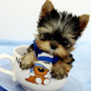 Meet your Posher, Terri